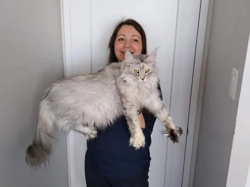 GrandMaineCoon