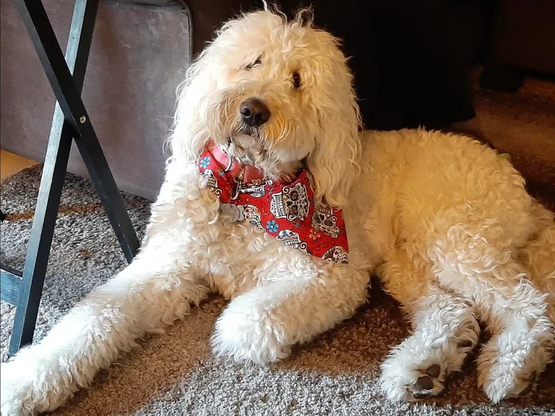 Grandpaw's Golden Doodles