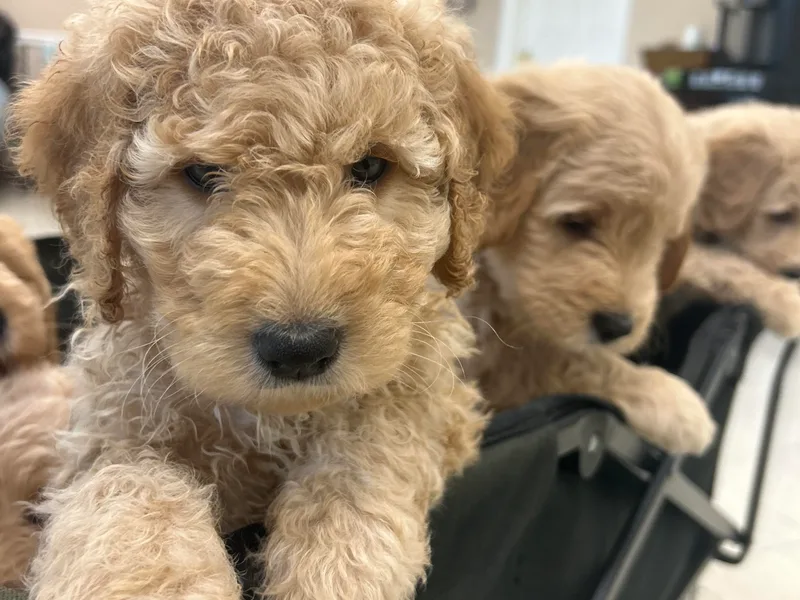 Grandview Goldendoodles photo 1