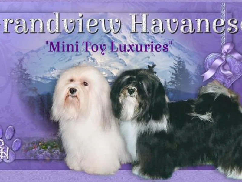 GRANDVIEW HAVANESE