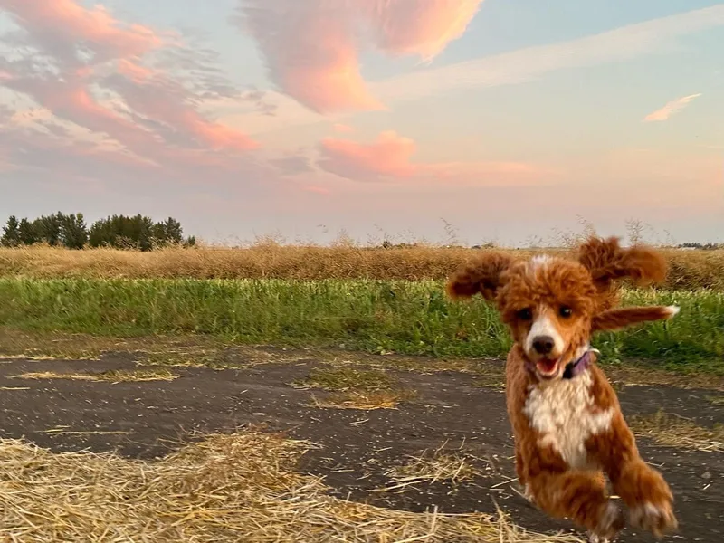 Grandy’s Pretty Poodles