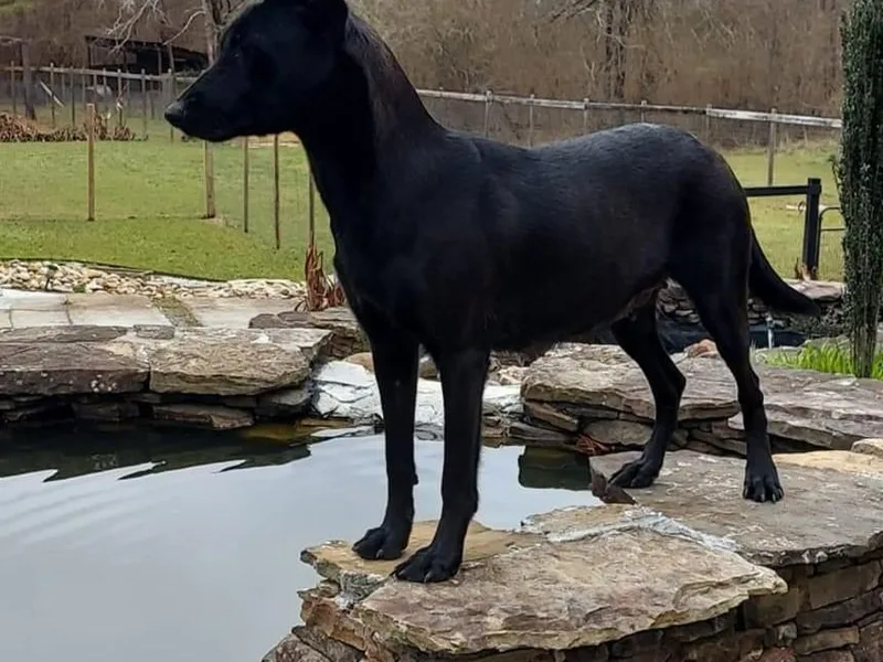 Granite City Kennel