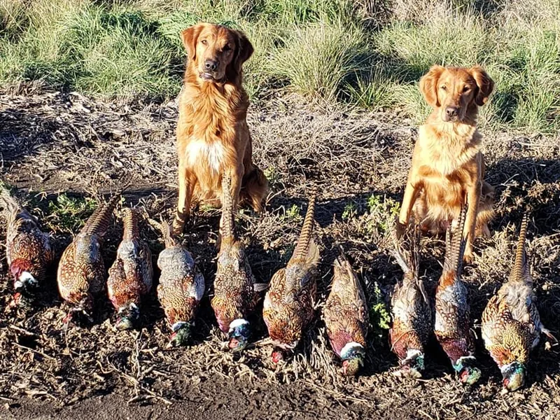 Granite Rock Retrievers