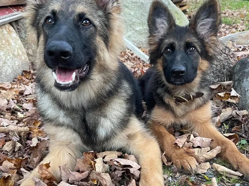 Granite State K9 / Vom Jaren Haus Kennel