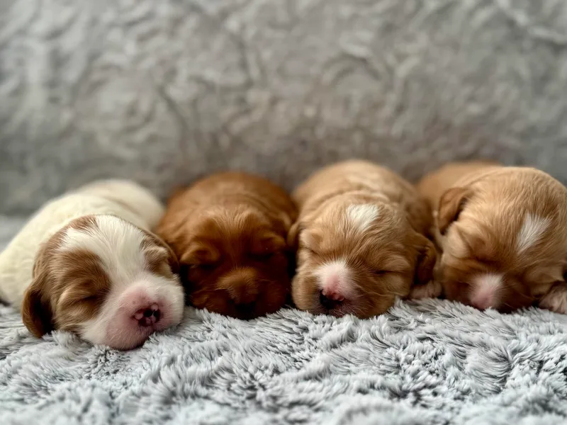 Granite State Labradoodles