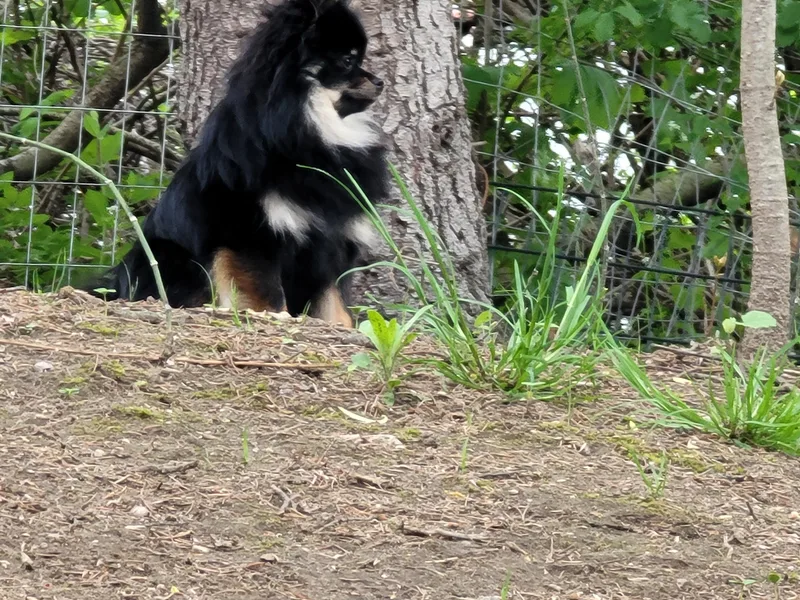 Granite State Pomeranians