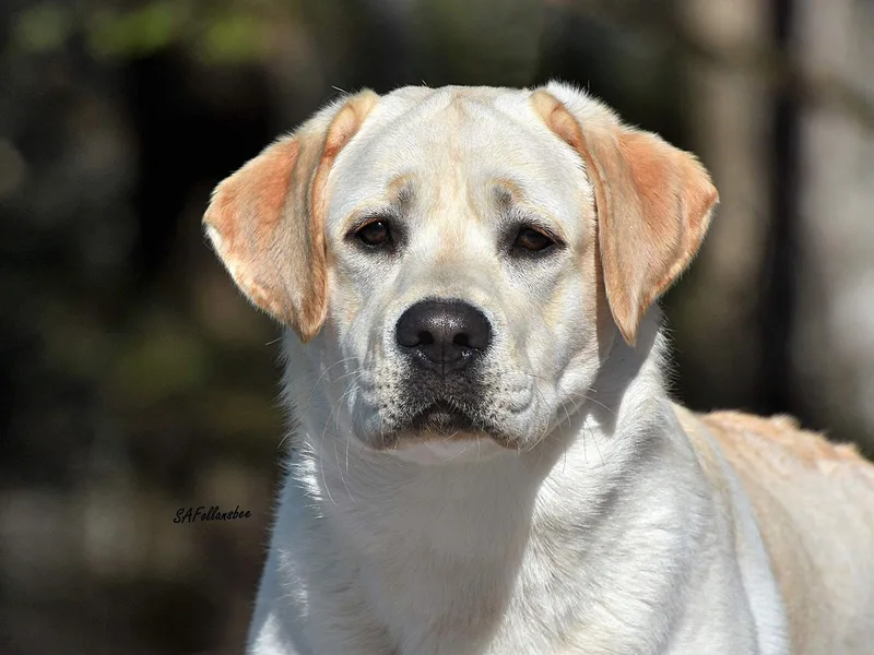 Granitehill Labradors