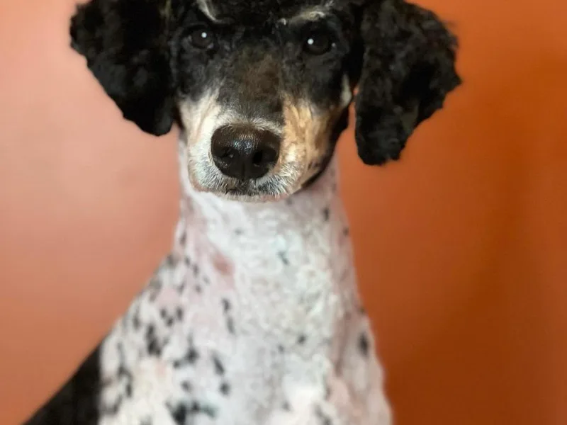 Granny Creek Bernedoodles