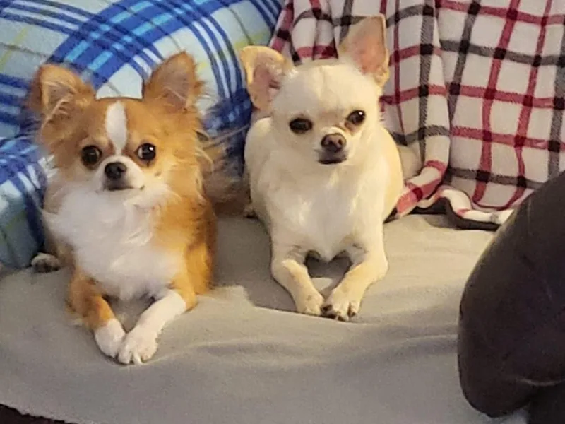 Granny's Chihuahuas