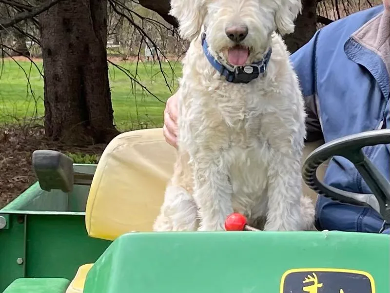 Grant Us Doodles / Grant Us Poodles