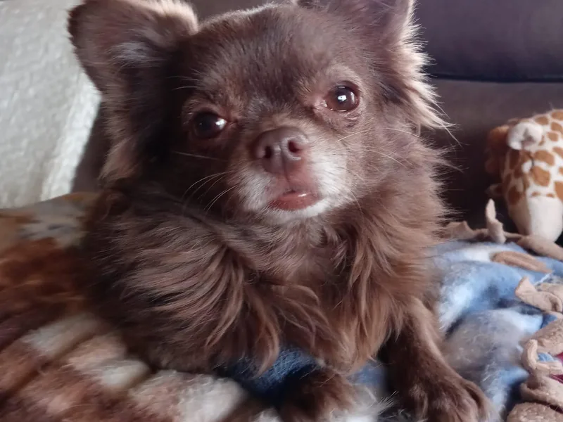 Grantosa Chihuahuas