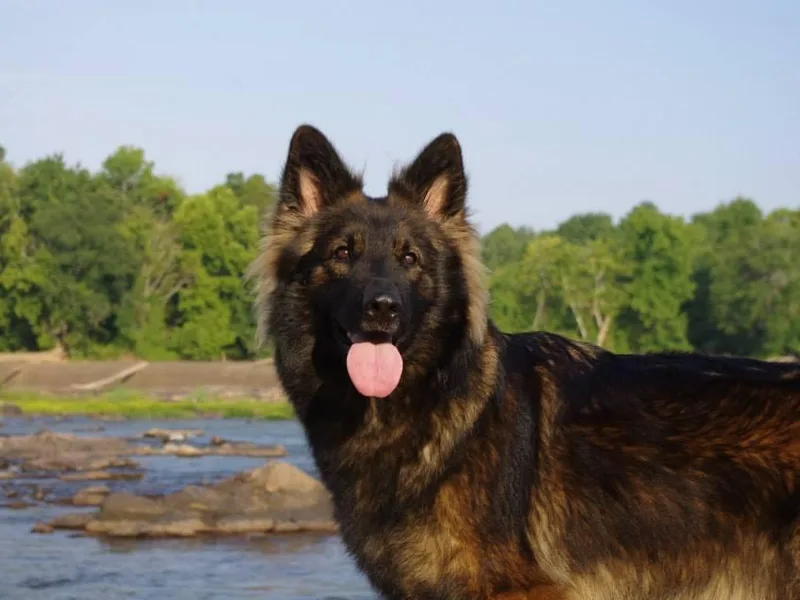 Granville/Diamond Peak German Shepherds