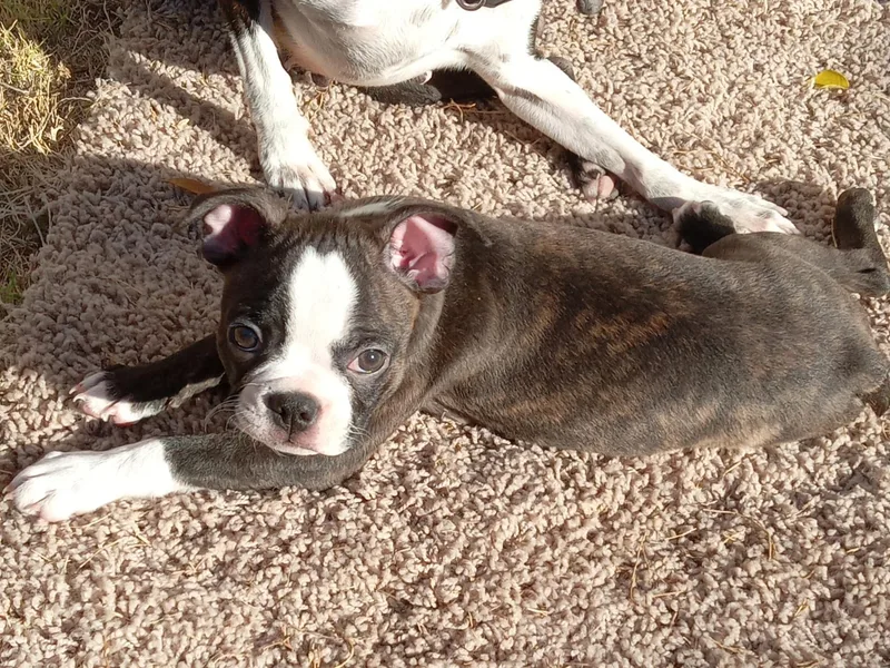 Grapentine's Bostons