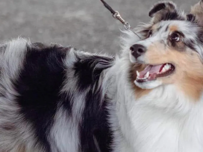 GrapeView Shetland Sheepdogs