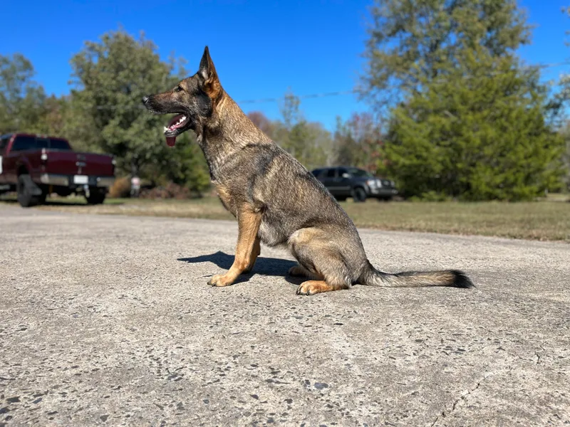 Grassroots German Shepherds