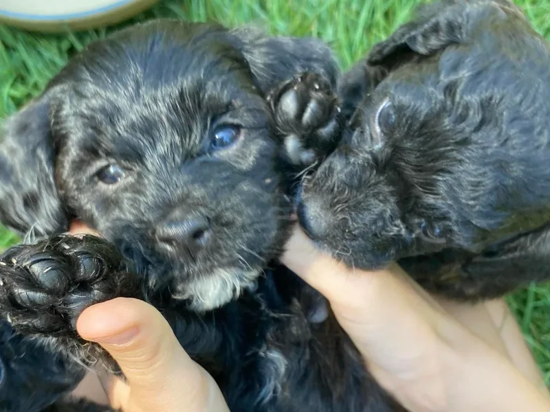Grassy Knoll Yorkiepoo