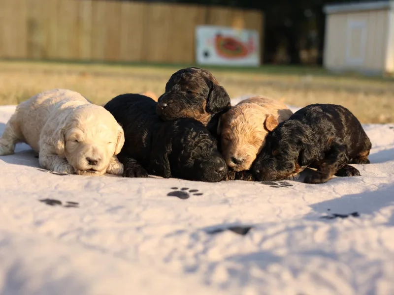 Grassy Springs Poodles