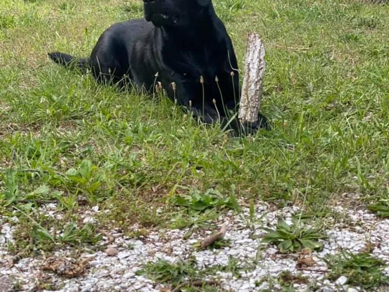 Gravel Hill Labrador
