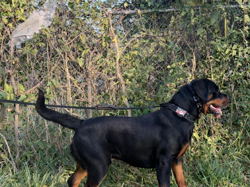 Gray Kennels Rottweilers photo 1