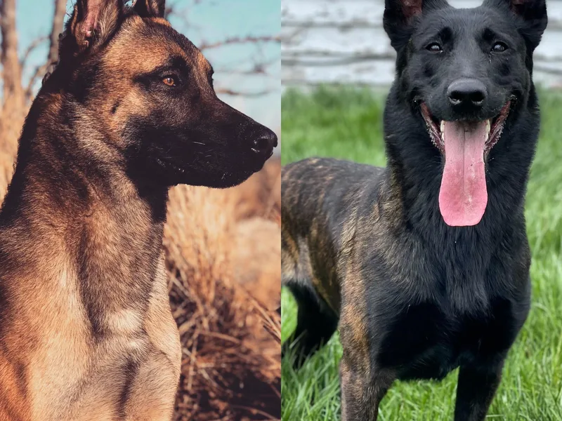 Gray Line Working Dogs