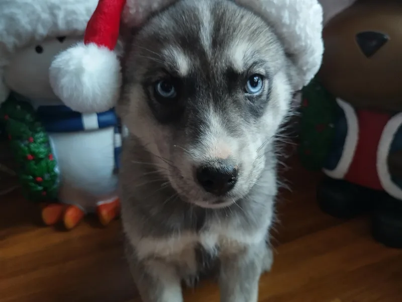 Gray Run Siberian Huskies