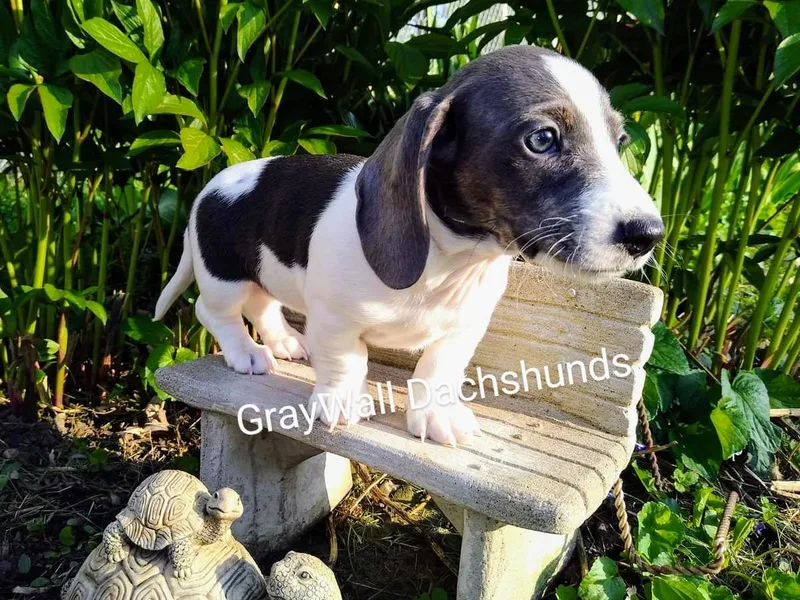 Gray Wall Dachshunds