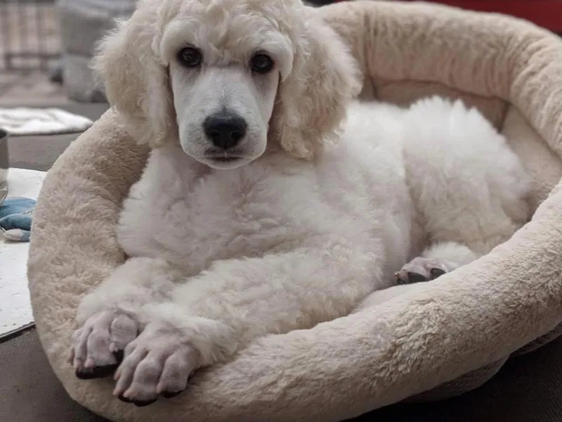 Graybark Standard Poodles