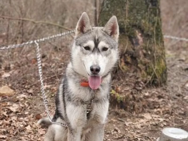 Grayline Siberians photo 1
