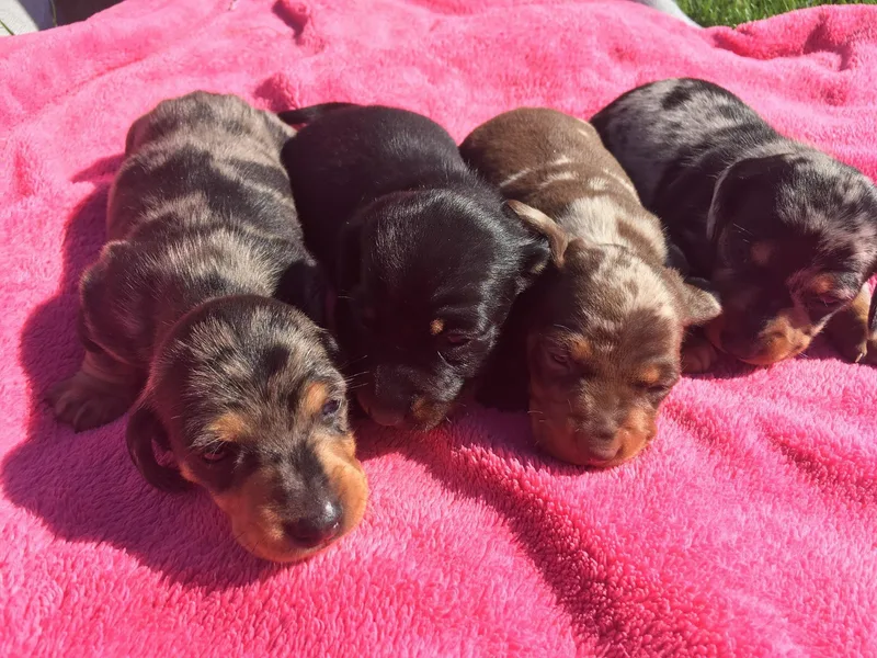Grayson’s Lovable Dachshunds