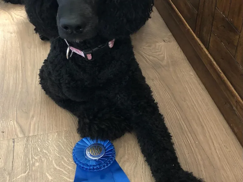 Graystone Standard Poodles