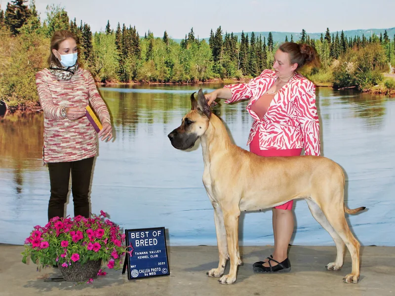 Great Alaskan Danes