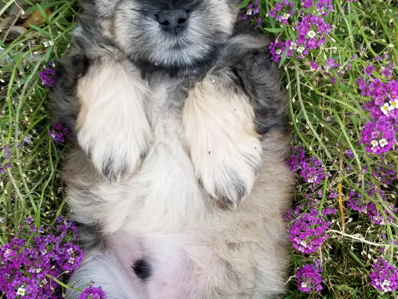 Great Basin Miniature Schnauzers
