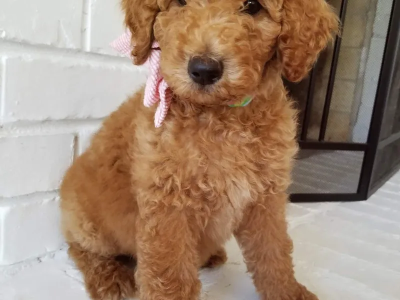 Great Doodles &amp; Poodles