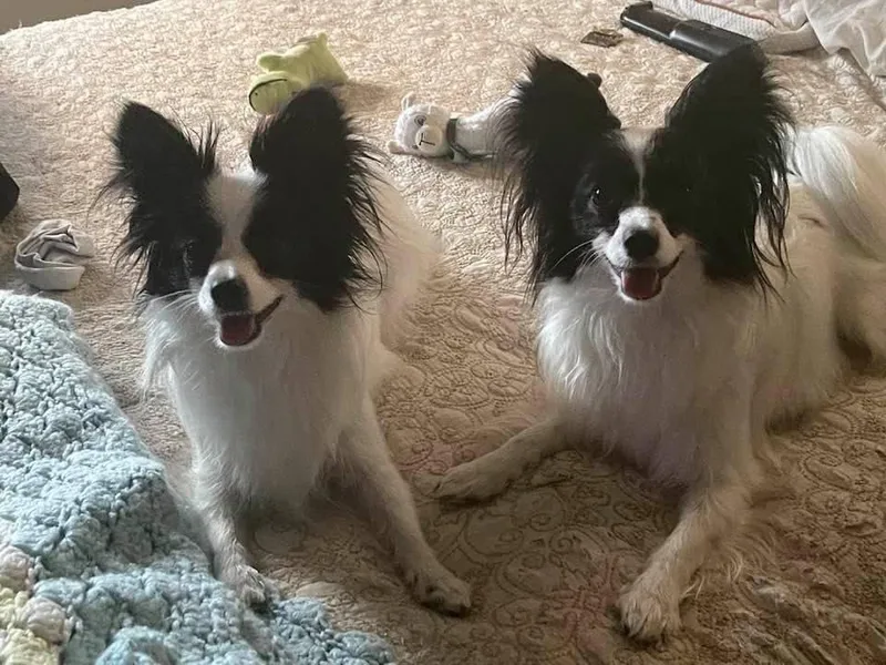 Great Expectations Butterflies