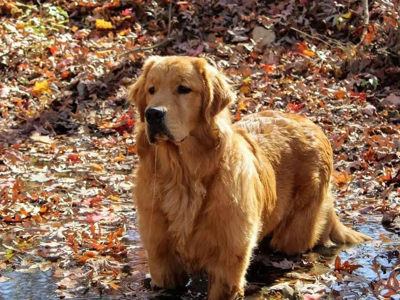 Great Golden Breeding