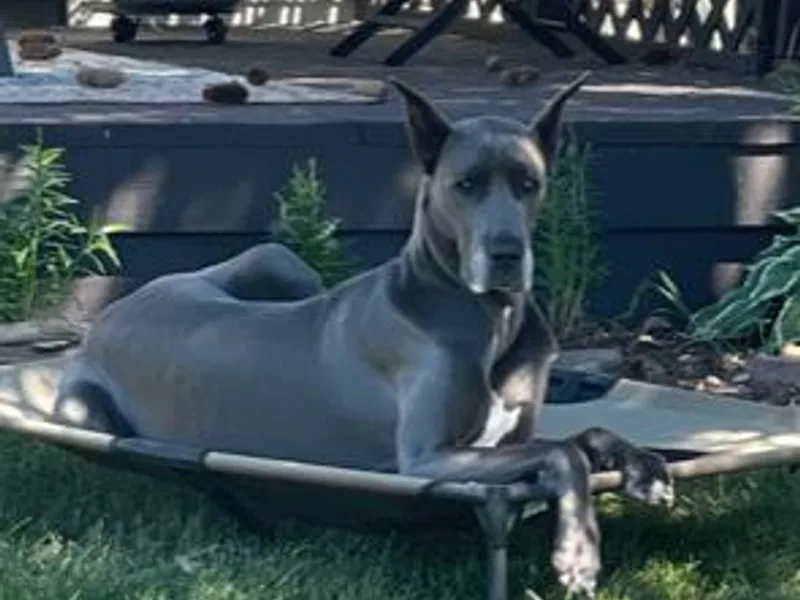 Great Heart Great Danes