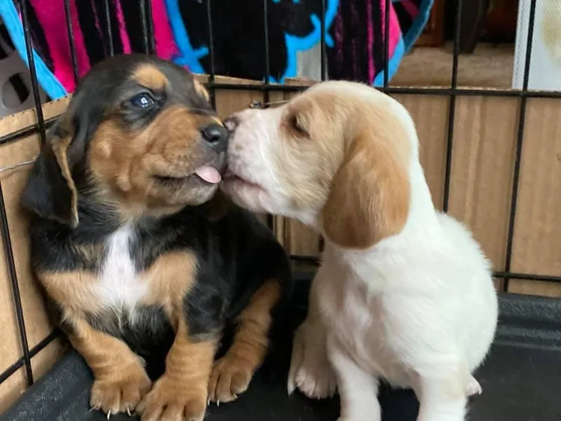 Great Lakes Basset Hounds
