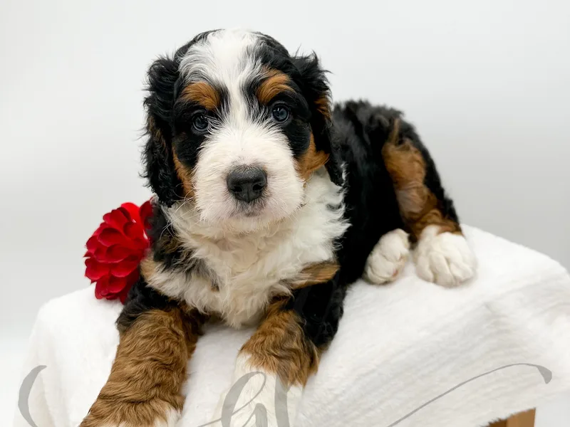 Great Lakes Bernedoodles