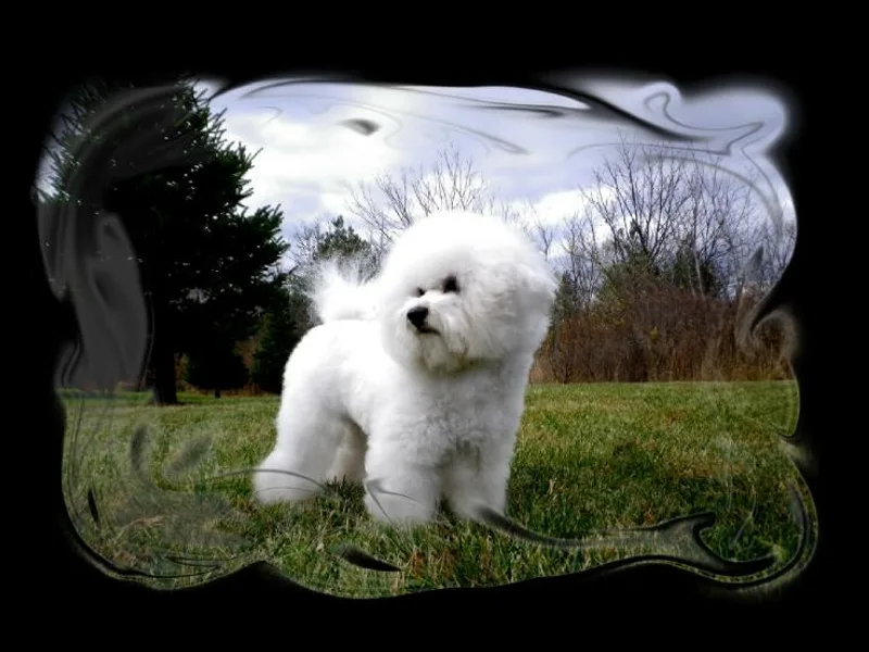 Great Lakes Bichon Frise