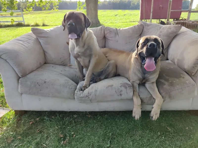 Great Lakes Mastiffs