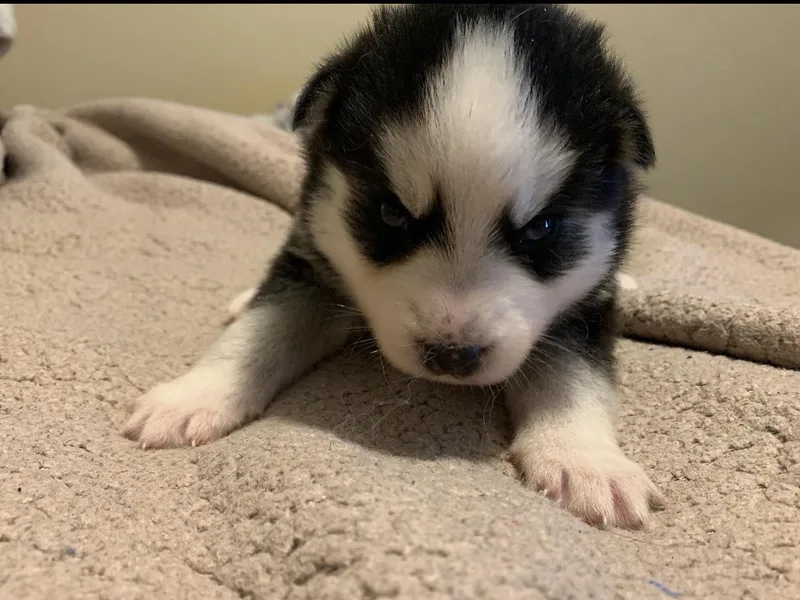 Great Lakes Pomskies