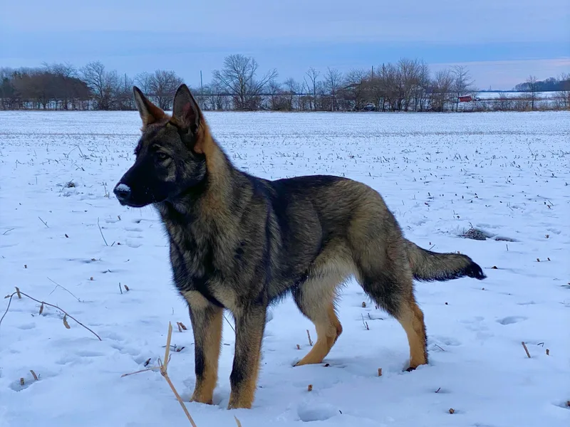 Great North Kennels