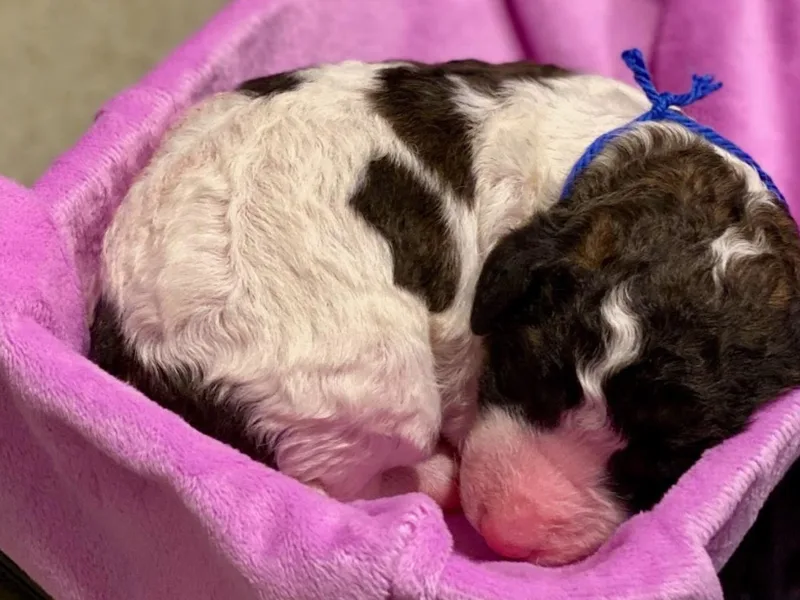 Great Pawsabilities Kennels