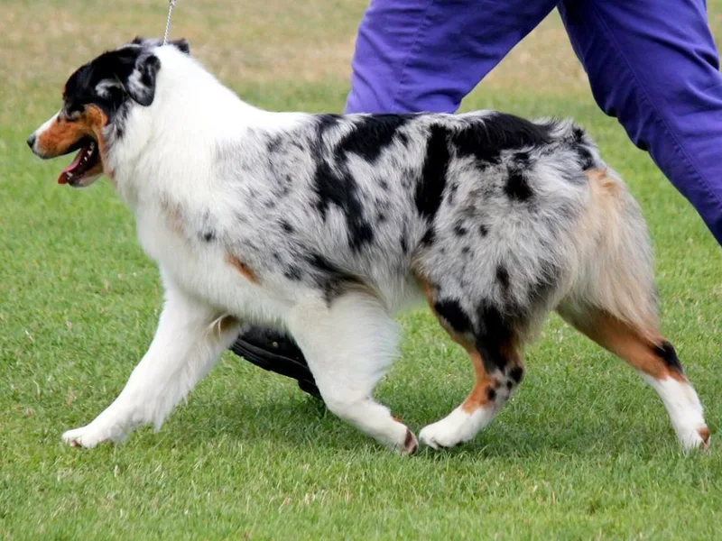 Great Spirit Aussies