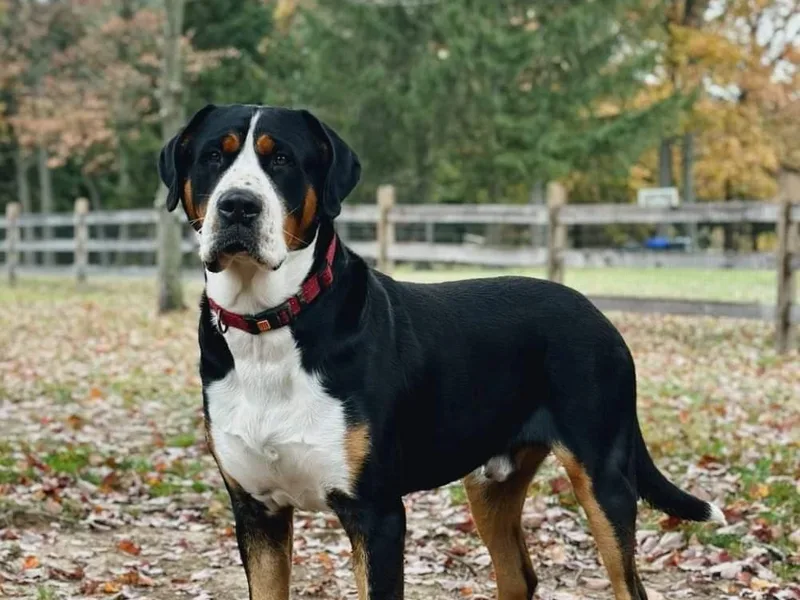 Greater Swiss of Whitetail Acres