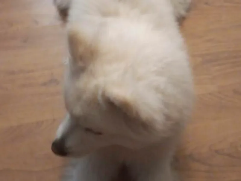 Greathouse Pomsky Stud photo 1