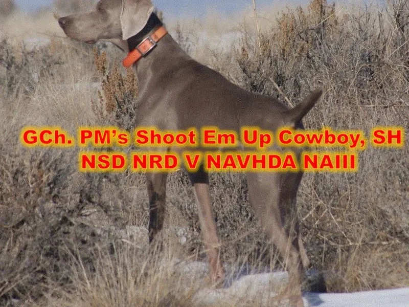 Greatrock North Weimaraners