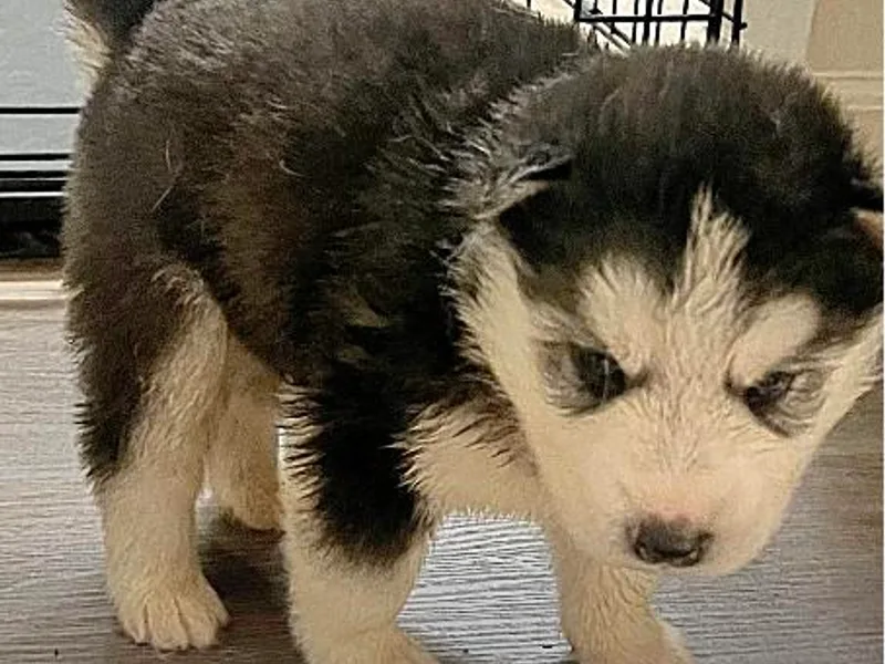 Greedy Dogs 101: Siberian Husky’s