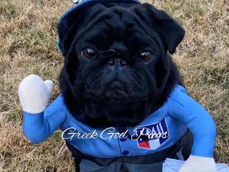 Greek God Pugs