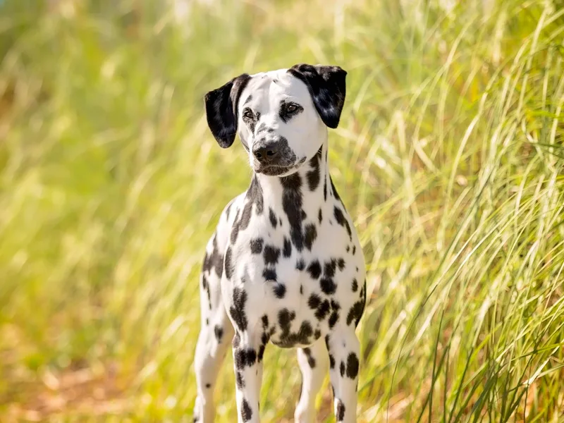 Green Acre Dalmatians